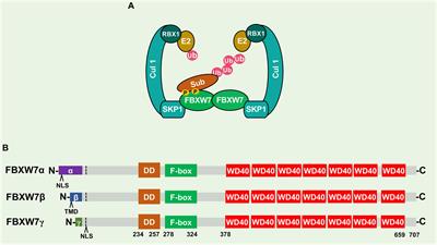 Tumor Suppressor FBXW7 and Its Regulation of DNA Damage Response and Repair